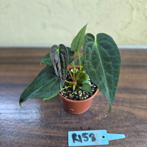 #R158 Two x Anthurium NOID Seedlings - Dark Long Foliage