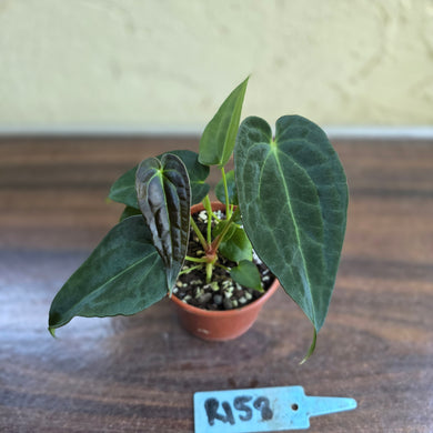 #R158 Two x Anthurium NOID Seedlings - Dark Long Foliage