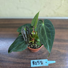 Load image into Gallery viewer, #R158 Two x Anthurium NOID Seedlings - Dark Long Foliage