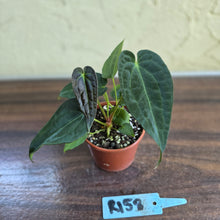 Load image into Gallery viewer, #R158 Two x Anthurium NOID Seedlings - Dark Long Foliage