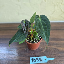 Load image into Gallery viewer, #R158 Two x Anthurium NOID Seedlings - Dark Long Foliage