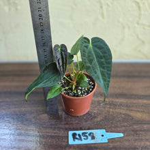 Load image into Gallery viewer, #R158 Two x Anthurium NOID Seedlings - Dark Long Foliage