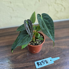 Load image into Gallery viewer, #R158 Two x Anthurium NOID Seedlings - Dark Long Foliage