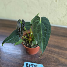 Load image into Gallery viewer, #R158 Two x Anthurium NOID Seedlings - Dark Long Foliage