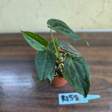 Load image into Gallery viewer, #R158 Two x Anthurium NOID Seedlings - Dark Long Foliage