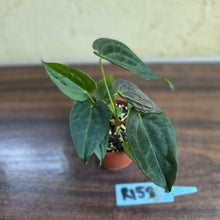 Load image into Gallery viewer, #R158 Two x Anthurium NOID Seedlings - Dark Long Foliage