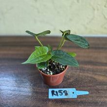 Load image into Gallery viewer, #R158 Two x Anthurium NOID Seedlings - Dark Long Foliage
