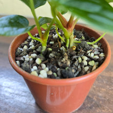 Load image into Gallery viewer, #R158 Two x Anthurium NOID Seedlings - Dark Long Foliage
