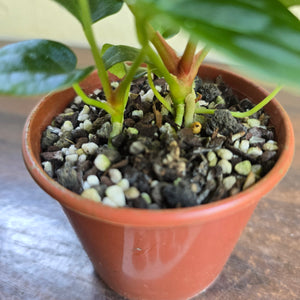 #R158 Two x Anthurium NOID Seedlings - Dark Long Foliage