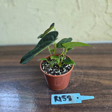 Load image into Gallery viewer, #R158 Two x Anthurium NOID Seedlings - Dark Long Foliage