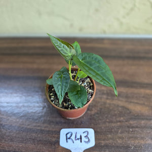 #R43 Two x Anthurium NOID Seedlings - Pebbled Foliage