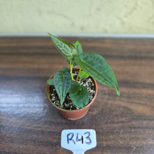 Load image into Gallery viewer, #R43 Two x Anthurium NOID Seedlings - Pebbled Foliage
