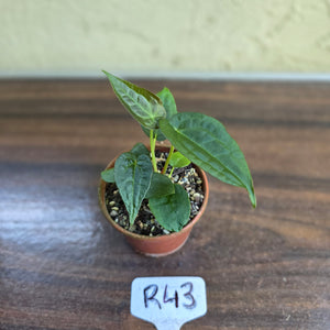 #R43 Two x Anthurium NOID Seedlings - Pebbled Foliage