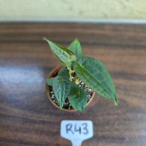 #R43 Two x Anthurium NOID Seedlings - Pebbled Foliage