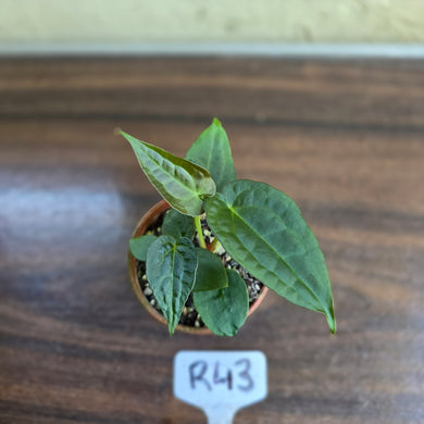 #R43 Two x Anthurium NOID Seedlings - Pebbled Foliage