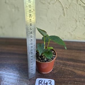 #R43 Two x Anthurium NOID Seedlings - Pebbled Foliage