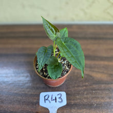 Load image into Gallery viewer, #R43 Two x Anthurium NOID Seedlings - Pebbled Foliage