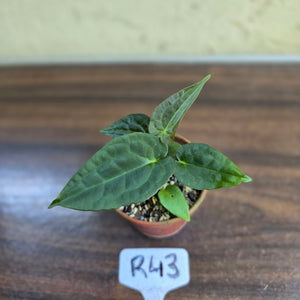 #R43 Two x Anthurium NOID Seedlings - Pebbled Foliage