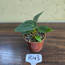 Load image into Gallery viewer, #R43 Two x Anthurium NOID Seedlings - Pebbled Foliage