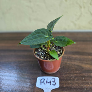 #R43 Two x Anthurium NOID Seedlings - Pebbled Foliage