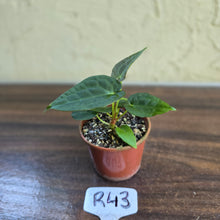 Load image into Gallery viewer, #R43 Two x Anthurium NOID Seedlings - Pebbled Foliage