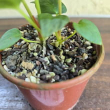 Load image into Gallery viewer, #R43 Two x Anthurium NOID Seedlings - Pebbled Foliage