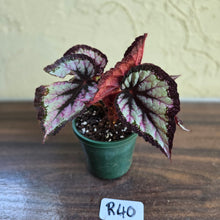 Load image into Gallery viewer, #R40 Begonia Unknown