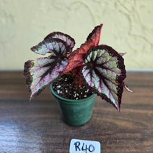 Load image into Gallery viewer, #R40 Begonia Unknown