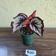 Load image into Gallery viewer, #R40 Begonia Unknown