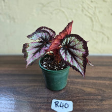 Load image into Gallery viewer, #R40 Begonia Unknown
