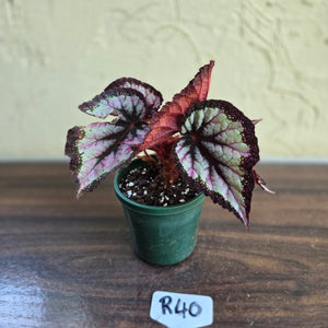 #R40 Begonia Unknown
