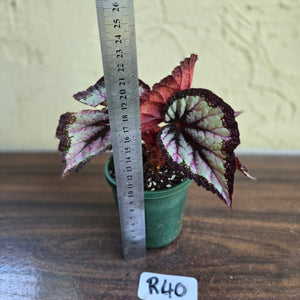 #R40 Begonia Unknown