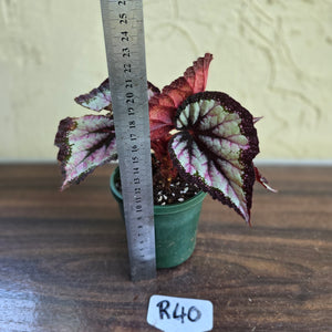 #R40 Begonia Unknown