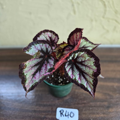 #R40 Begonia Unknown