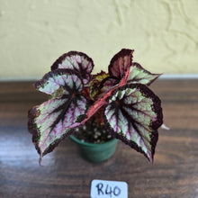 Load image into Gallery viewer, #R40 Begonia Unknown