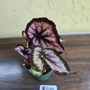 #R40 Begonia Unknown