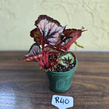 Load image into Gallery viewer, #R40 Begonia Unknown