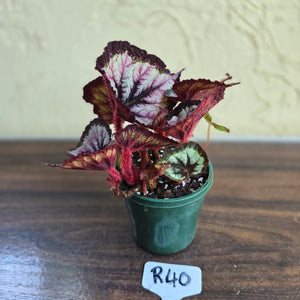 #R40 Begonia Unknown