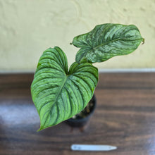 Load image into Gallery viewer, #R14 Philodendron Dean Mcdowell x Mamei