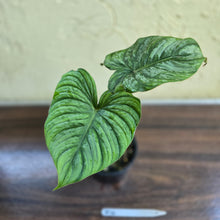 Load image into Gallery viewer, #R14 Philodendron Dean Mcdowell x Mamei