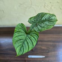 Load image into Gallery viewer, #R14 Philodendron Dean Mcdowell x Mamei