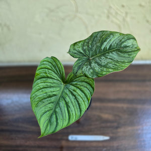#R14 Philodendron Dean Mcdowell x Mamei
