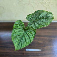 Load image into Gallery viewer, #R14 Philodendron Dean Mcdowell x Mamei