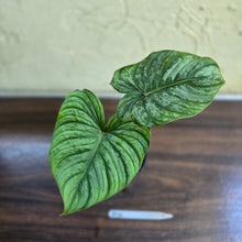 Load image into Gallery viewer, #R14 Philodendron Dean Mcdowell x Mamei
