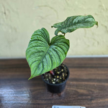 Load image into Gallery viewer, #R14 Philodendron Dean Mcdowell x Mamei