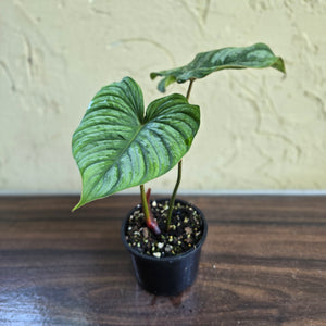 #R14 Philodendron Dean Mcdowell x Mamei