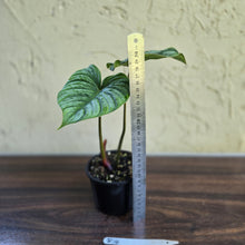 Load image into Gallery viewer, #R14 Philodendron Dean Mcdowell x Mamei