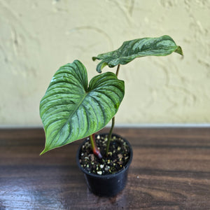 #R14 Philodendron Dean Mcdowell x Mamei