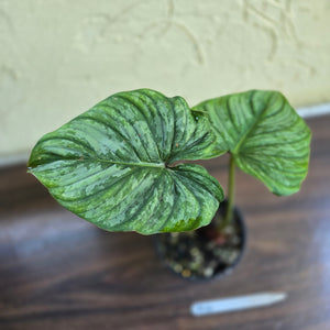 #R14 Philodendron Dean Mcdowell x Mamei