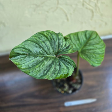 #R14 Philodendron Dean Mcdowell x Mamei